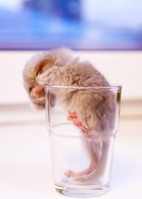 Chinchilla im Glas